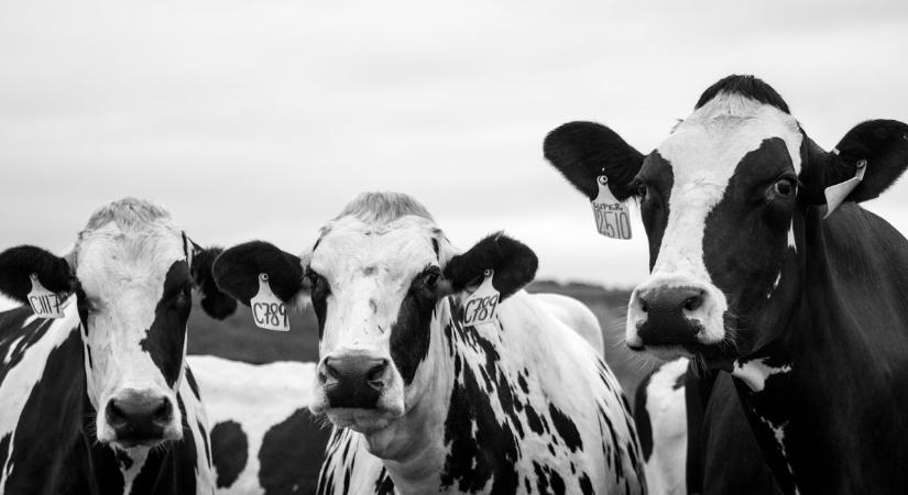 Tejgyár épül Erdélyben