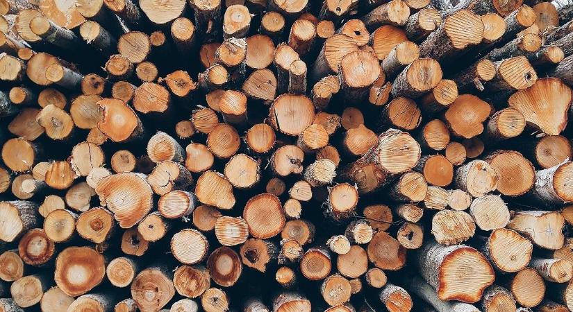 Gigantikus tűzifacsalás terjed Magyarországon