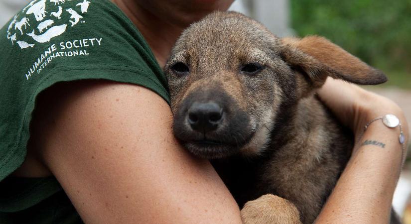Minden udvarban ott a remény – állatsegítő hálózatok indulnak a rászoruló kutyákért és gazdáikért