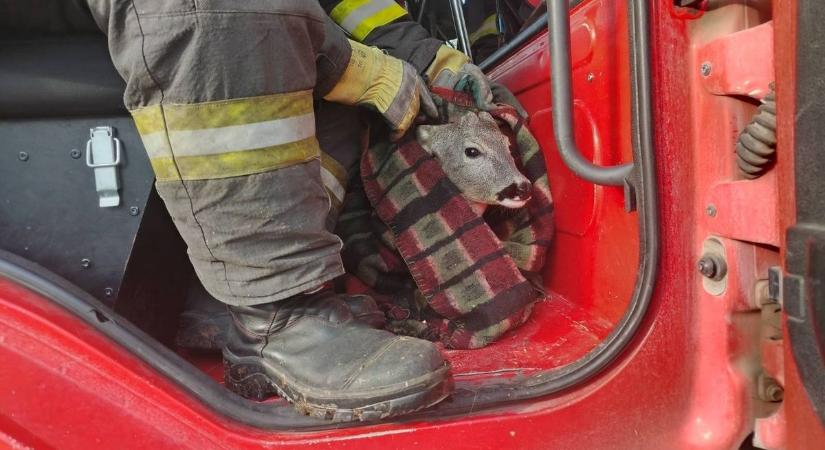 A tűzoltók voltak a hétvége hősei: egy beszorult őzikét mentettek meg