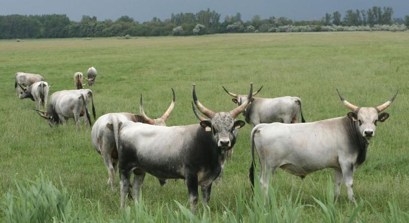 Országhatáron átnyúló együttműködés a Fertő-tó körüli gyepek védelméért