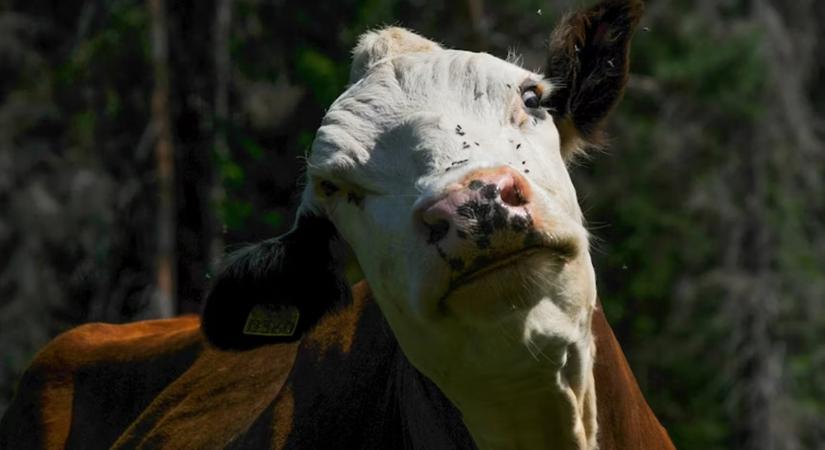“Amikor a gyerekből démontehén lesz” – A történelem első antivax-őrülete, amely még a mai konteósokat is megszégyeníti