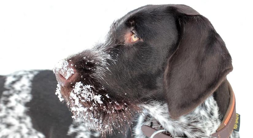 Miért fogyasztanak a kutyák füvet és mit jelezhet ez a viselkedés?