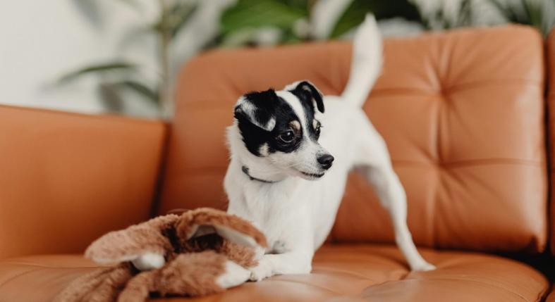 Miért nyalogatja hosszasan a kutya a plüssjátékát?