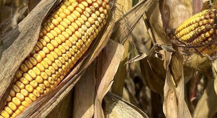 Koraitól a silókukoricáig – tudja már, melyiket veti tavasszal?