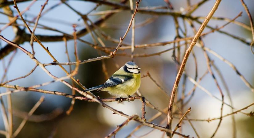 A december 10 legfontosabb kerti döntése – ezeken múlik a tavasz