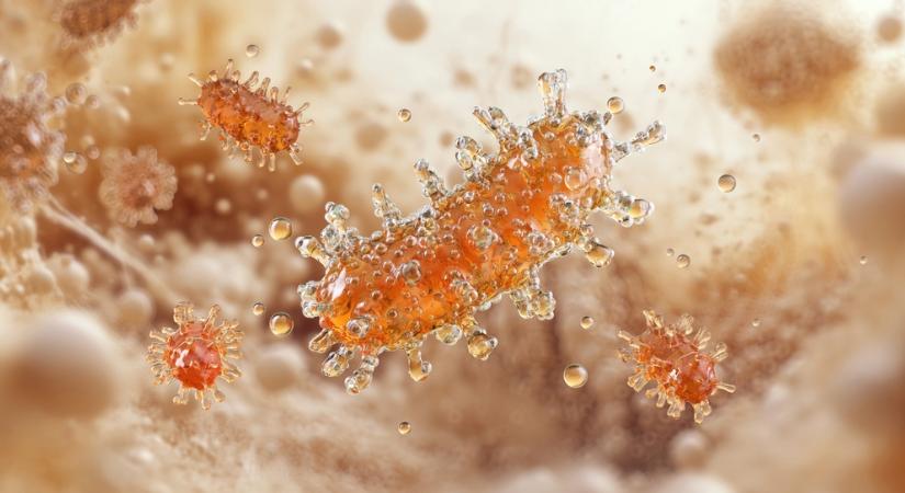 Tragédia: vesetranszplantáció után veszettség miatt halt meg egy férfi