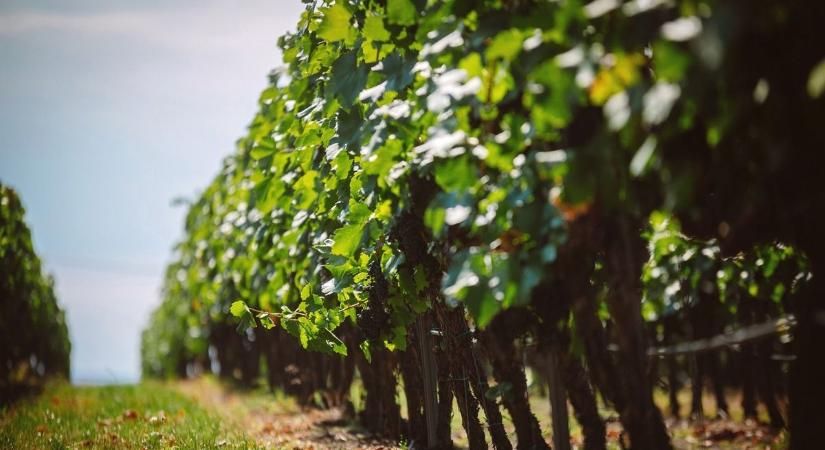 Nagy tételben árulják a földeket Hevesben: 65 hektárra várnak vevőket