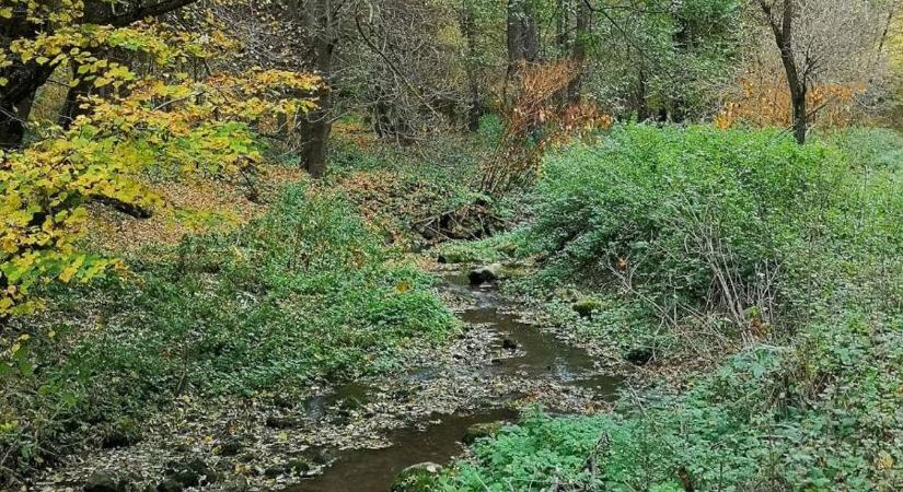 Fotókon a bakonyi erdő apró csodája, így néz ki Lalinda, a Cuha tündére ( videó)