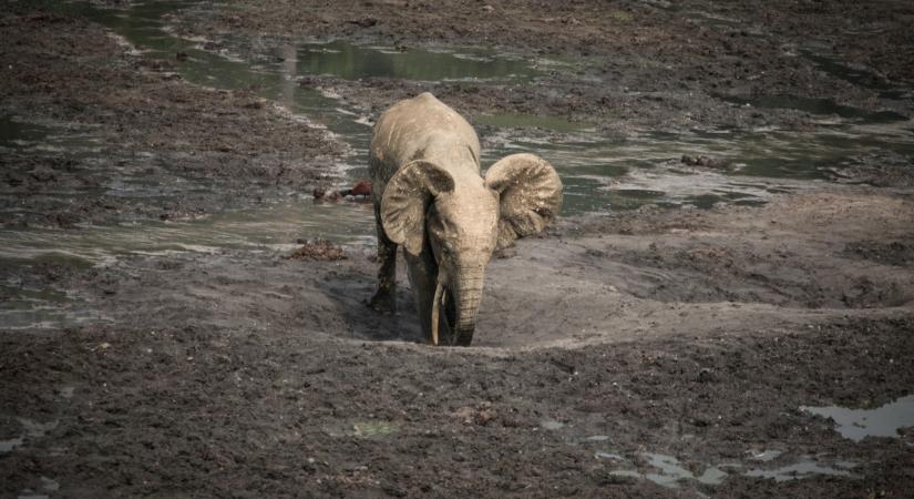 Ahol több a só, több az elefánt is