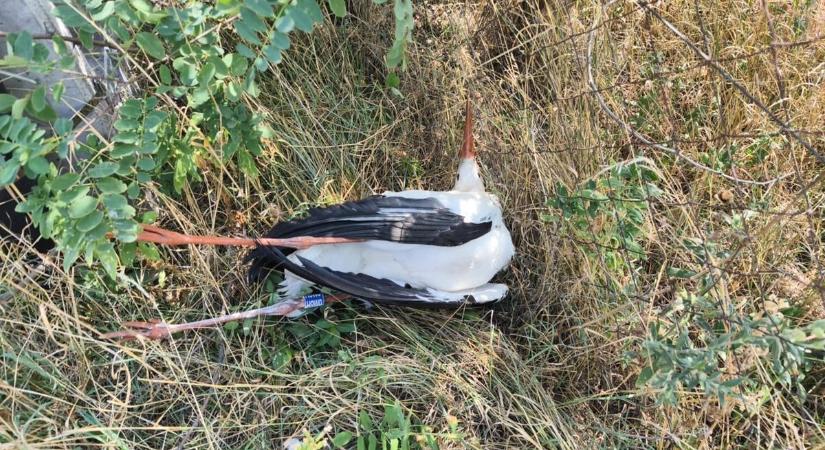 A tömeges gólyapusztulás után lépett az MVM – teljes szakaszt tesznek madárbaráttá Hatvannál