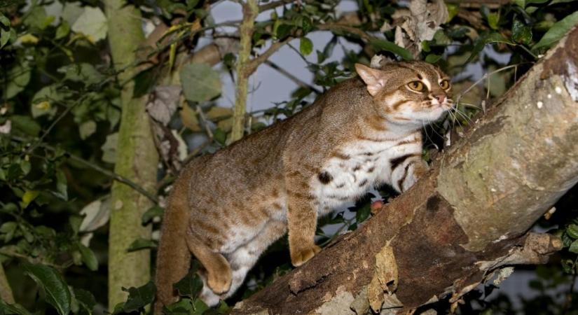 Az 5 legkisebb macskaféle a világon: akkorák sincsenek, mint egy házi macska