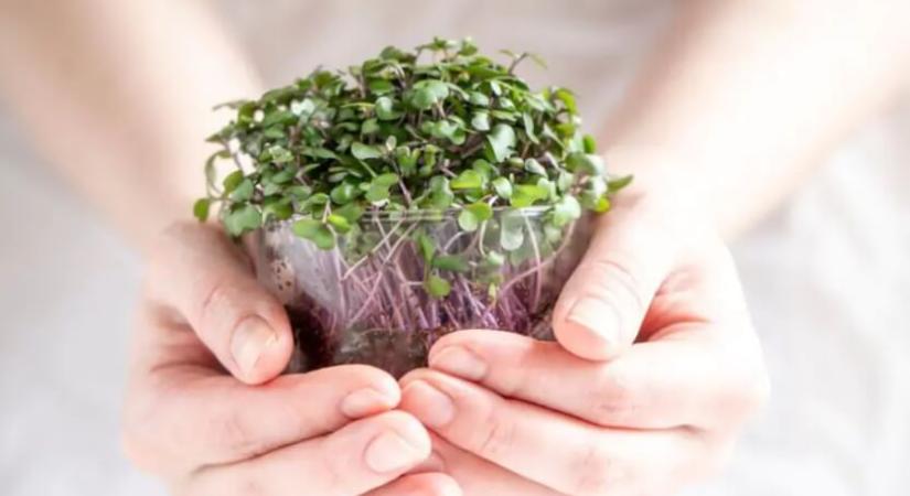 Miért imádjuk a gyógynövényes arcápolást? És te hogyan kezdj bele?