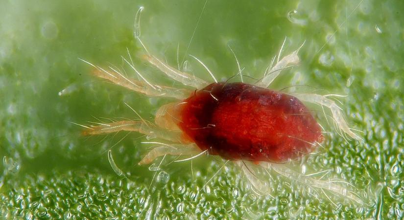 Így védekezzen, ha takácsatka jelenik meg a szobanövényeken