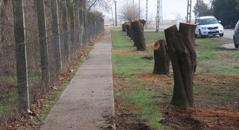 Évtizedekig díszítették a falut, most mégis eltűntek: különös ok áll a vérszilvafák kivágása mögött
