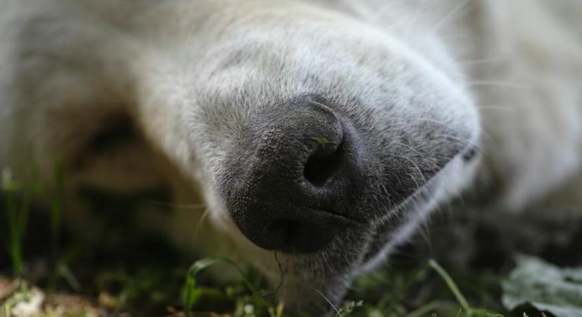 Mit mondj valakinek, aki elvesztette a kedvencét? – A legnehezebb helyzetekre empatikus, állatbarát útmutató