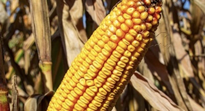 Az RAGT Mogabrix a 2025-ös GOSZ–VSZT–NAK kísérlet győztese