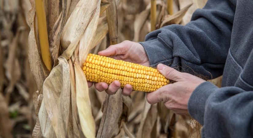 ROBUST hibridek: stabil teljesítmény extrém időjárásban is