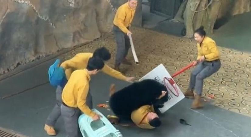 Rávetette magát az idomárra a medve Kínában