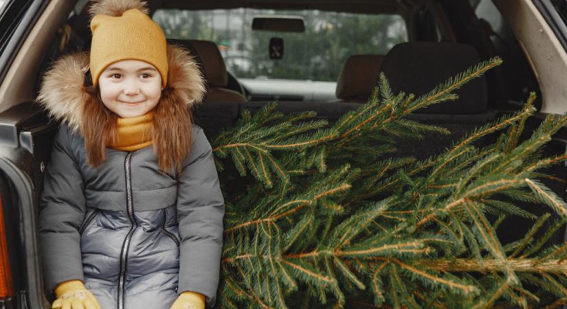 Súlyos büntetés kockáztat, aki így vásárol fenyőfát