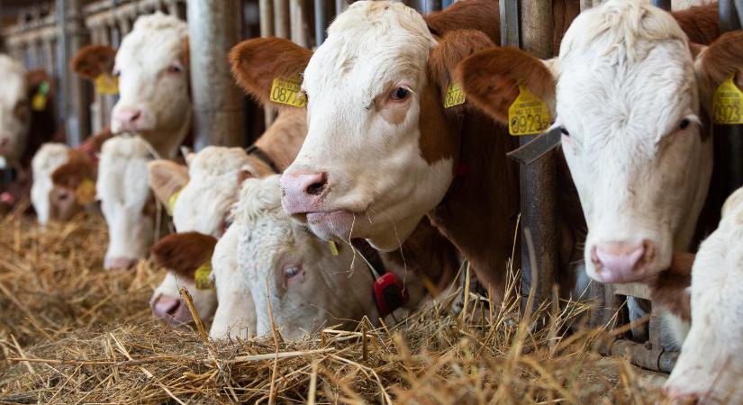 Kiemelt kormányzati segítség a tejágazatnak