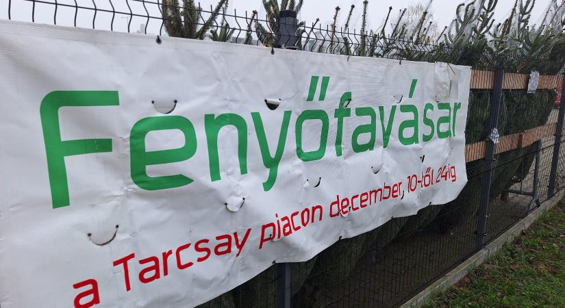 Fenyőárusítás a piactereken