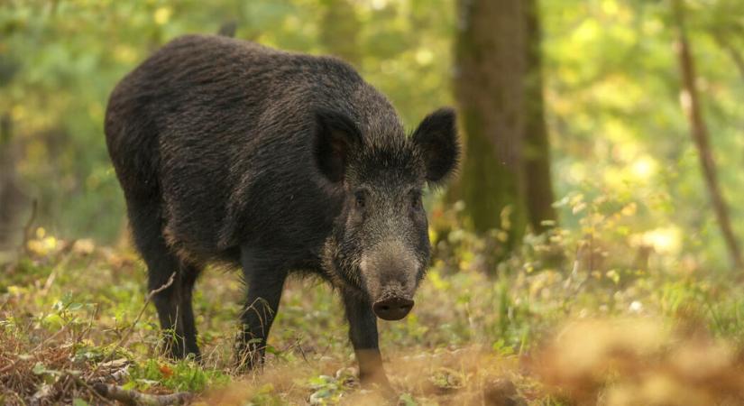 Afrikai sertéspestis ütötte fel a fejét Közép-Lengyelországban