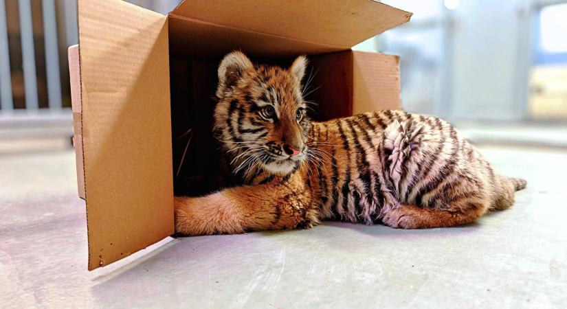 Megvan a tiszafüredi drograzzián talált kistigris új otthona