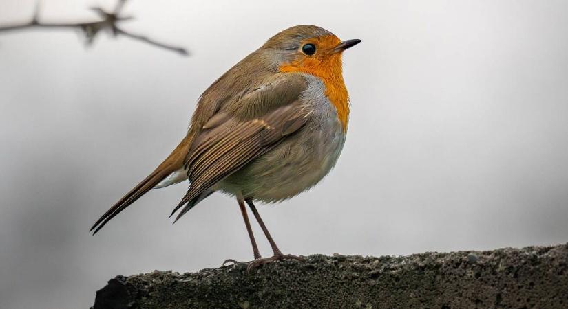 Életmentő a madaraknak: így tartsuk jégmentesen az itatót télen!