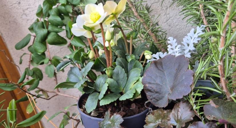 Fekete hunyor gondozása cserépben: ezek a hibák végzetesek lehetnek