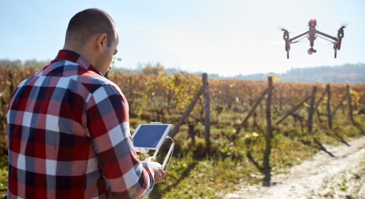 Szőlőkabóca kontra magyar bor: ki nyeri a háborút?