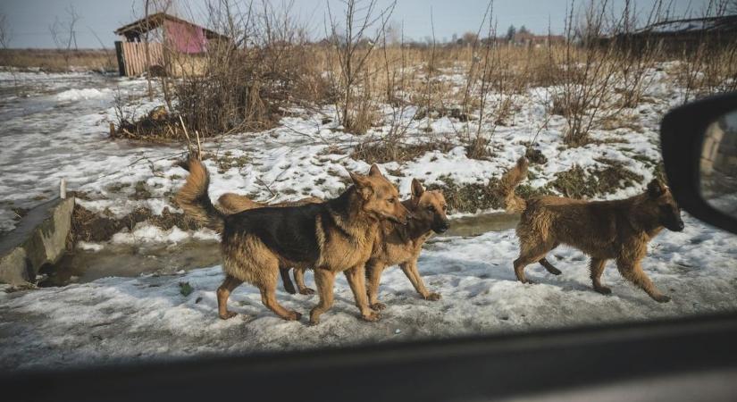 Kötelező adatszolgáltatás kezdődött Gyöngyösön - súlyos tízezrekbe kerülhet a bliccelés