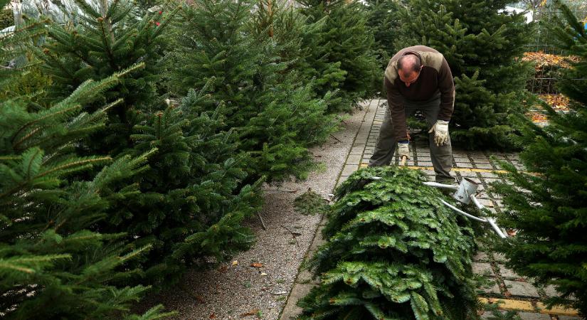 Karácsonyi fenyőkalauz