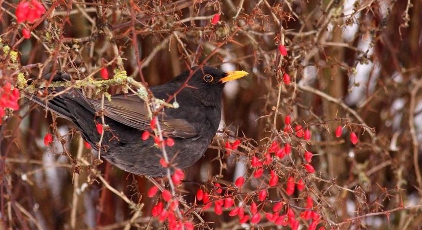 Etessük télen a fekete rigót!
