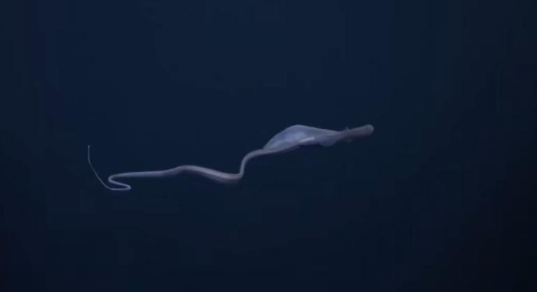 Hátborzongató lény vadászik áldozataira az óceánok mélyén