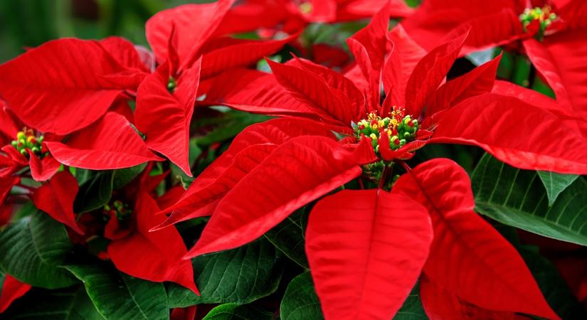 Apró trükkök a szakértőtől, hogy életben tartsd a mikulásvirágot