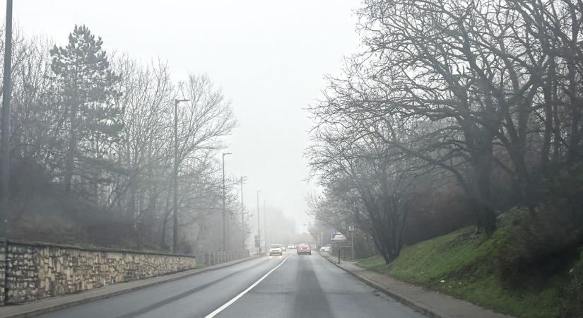 Videón, ahogy veszélyes vad rohangál az utakon