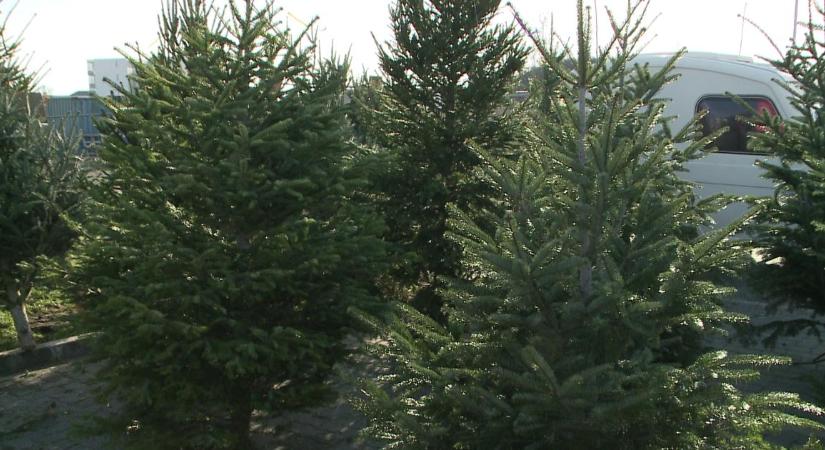 Megjelentek a fenyők Debrecenben, már válogathatnak a vásárlók – videóval