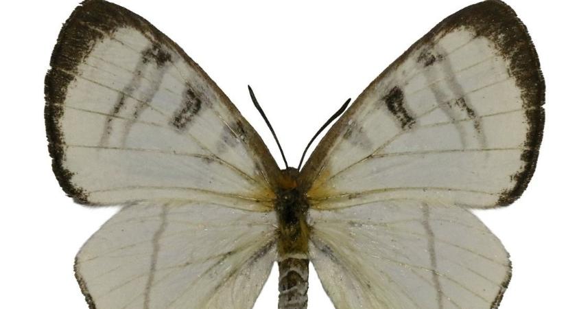 Nemcsak Nobel-díjat kap: Krasznahorkairól neveztek el egy új lepkefajt