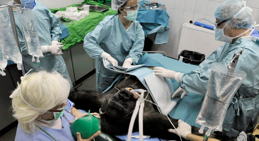 Gorillaműtét és elefántfogászat is látható az állatkert archívumából előkerült szenzációs képeken