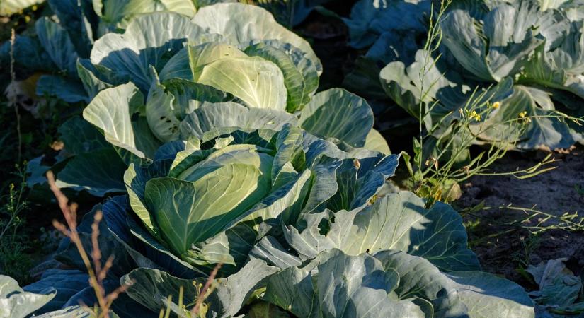 Tragikus, ami a lengyel káposztatermesztőkkel történik