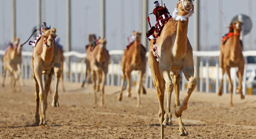 A franciák világbajnok focistája beszállt a tevesportba, álma, hogy egyszer az övé legyen a legdrágább teve
