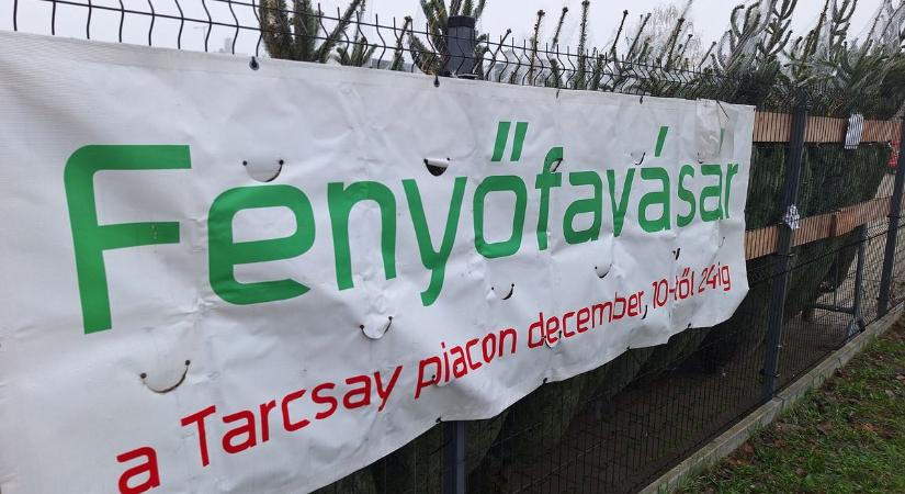 Elkezdődött a fenyővásár Győrben - Mutatjuk, mire figyeljen!