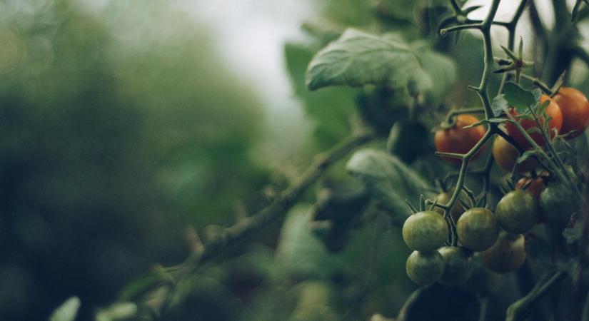 Megtalálták a szert, amely segít a növénynek túlélni az aszályt
