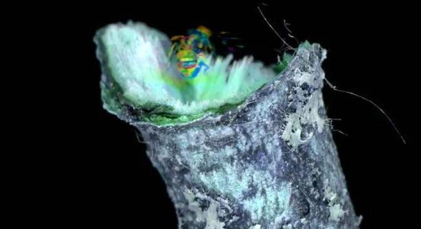 ICA-D: Martinkó Márk "Felülírt protokoll"-ja