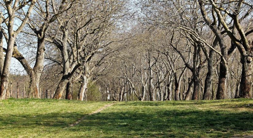 Diófák téli gondozása – mitől reped meg a kéreg?