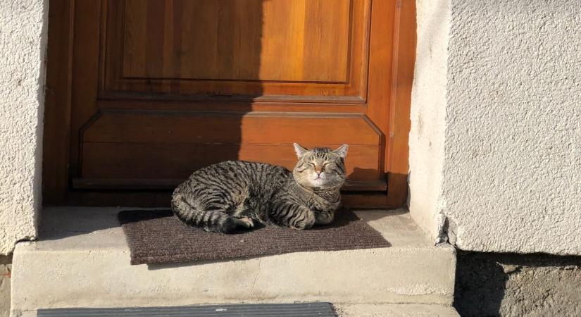 Kétszer annyit nyávognak a macskák a férfiaknak, mint a nőknek