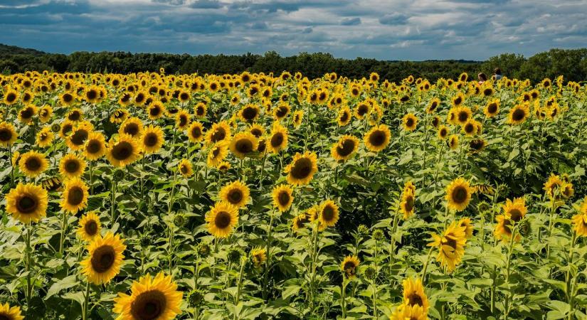 Napraforgóból repülőgép-üzemanyag? Új piac nyílhat a magyar gazdáknak