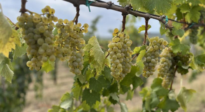 Da bibere – A nadapi szőlőmentő – 3. rész