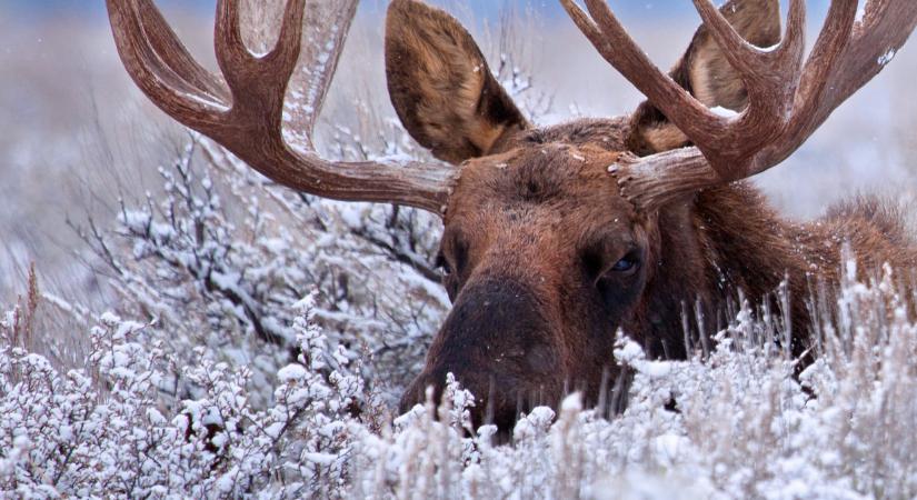 Friss! A Skandináv lottó nyerőszámai a 50. héten